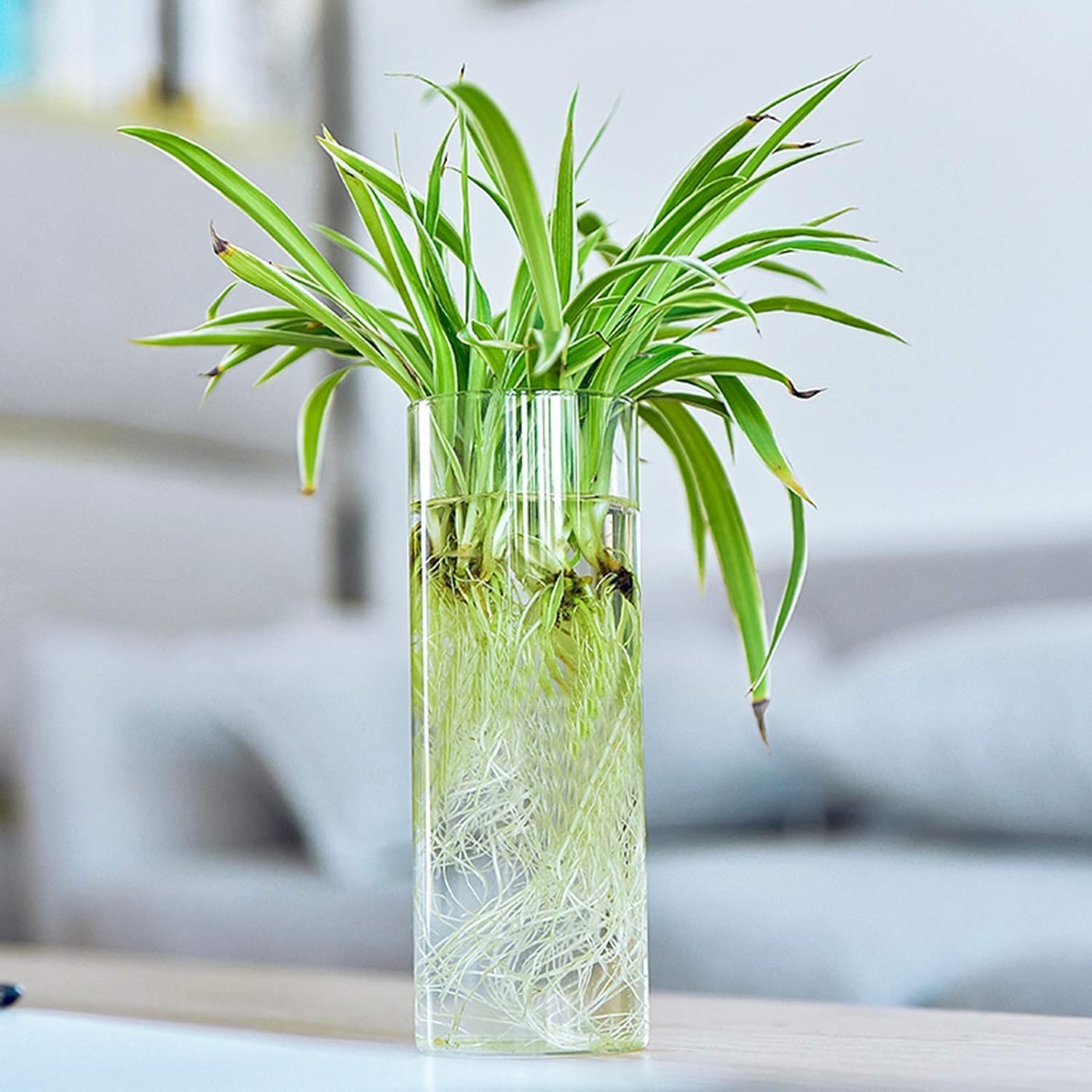 Fasmov 6 Pack Wall Hanging Glass Planters, Terrarium Holders for Air Plants, Succulents, Flowers - Square, Clear Vase