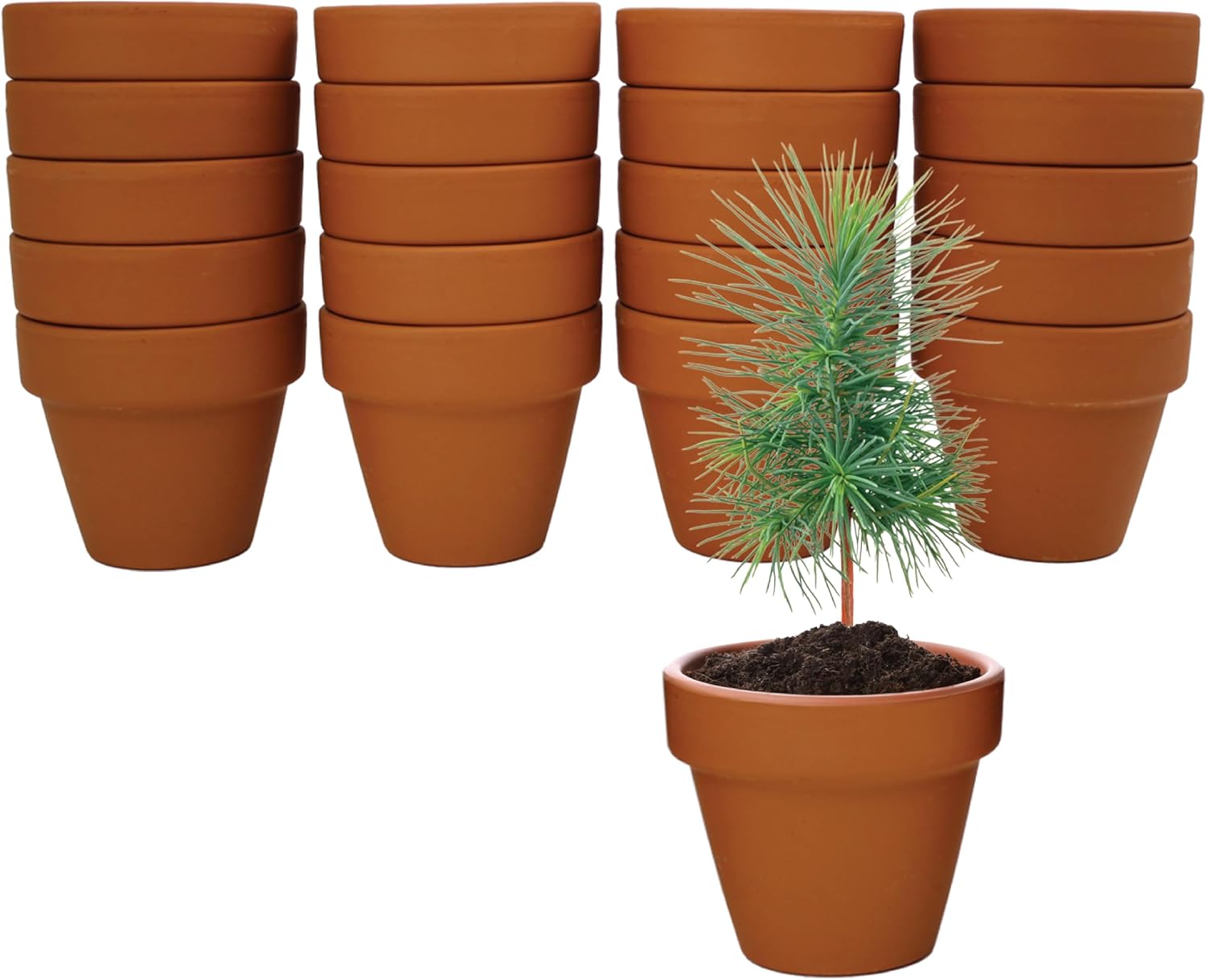 BUZZY Seeds Spruce Tree Grow Kit, Bulk 20-Pack - Mini Terracotta Pot Grow Set - Complete Indoor/Outdoor Gardening Kit