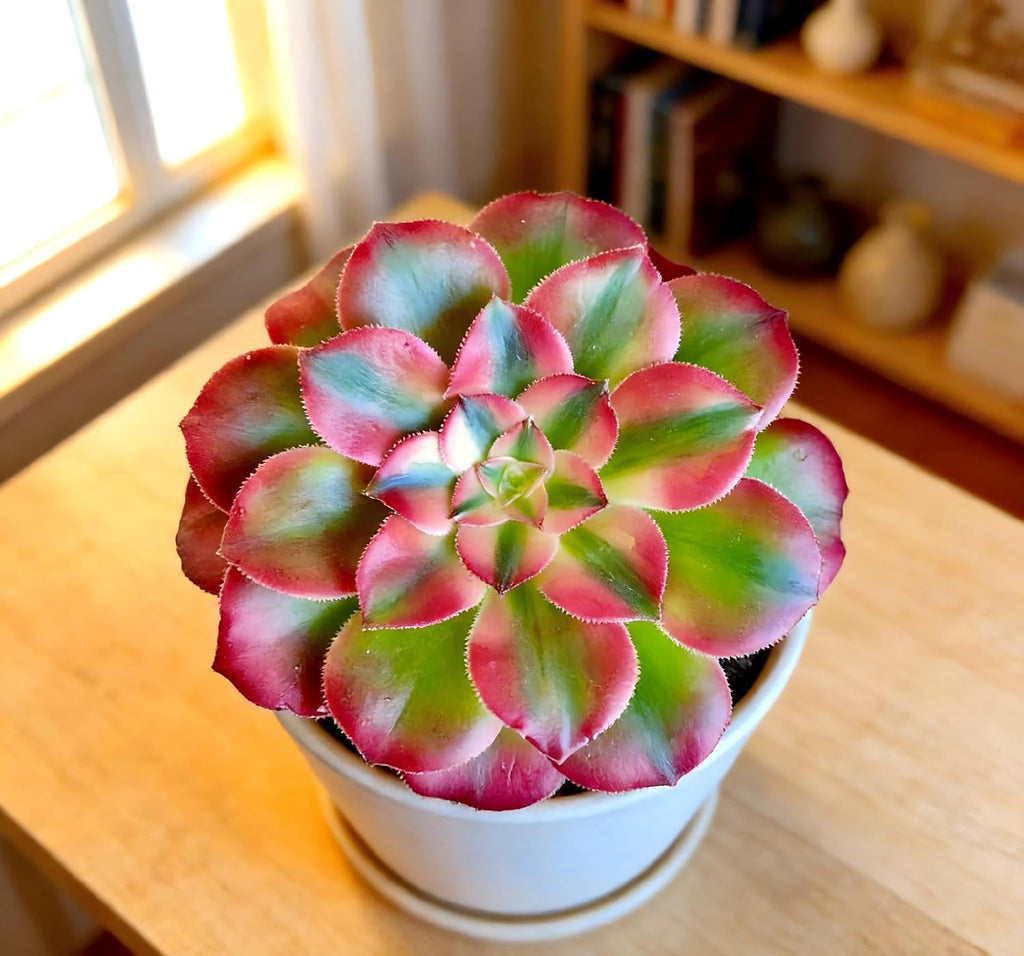 Live Succulent Aeonium Pink Witch Variegata Plant with Mini Gardening Tools – Small Easy Care Houseplant for Indoor &