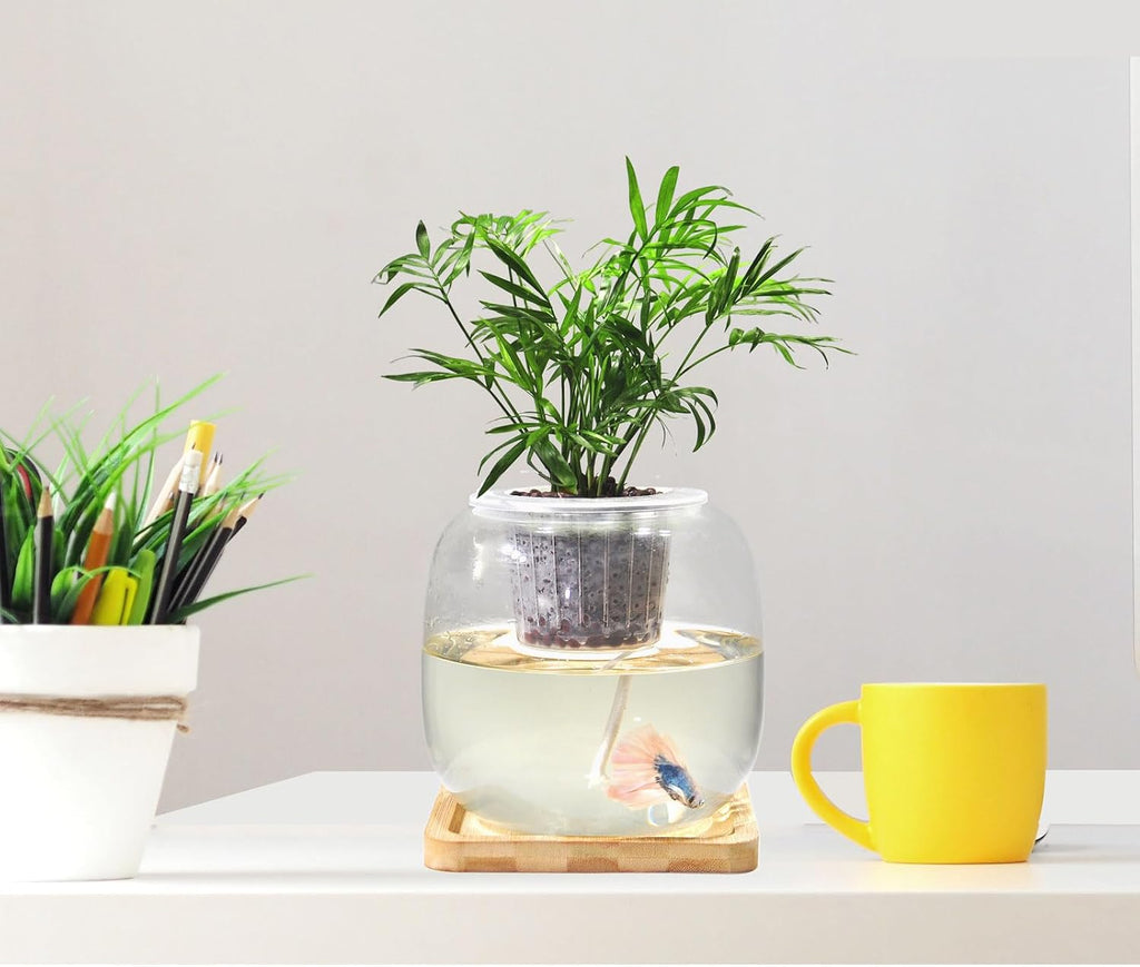 Betta Fish Bowl Glass Small Fish Tank with Bamboo Stand, Plant Propagation Station Hydroponic Terrarium with Lid beta