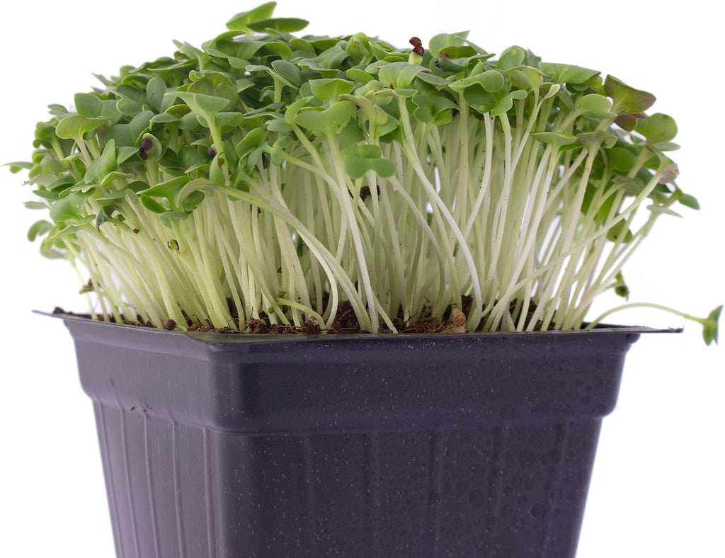 Mountain Valley Seed Co Green Cabbage Microgreens Seeds 1 Lb ~108,800 Seeds | High Germination, Non-GMO Seed for