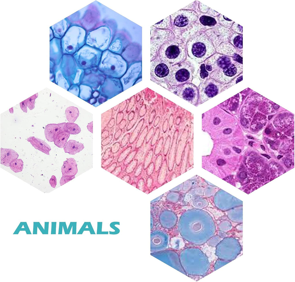 200 Packs Microscope Slides, 100 Plants & 100 Animal Tissues Includes Labels and Case for Biological Science Education