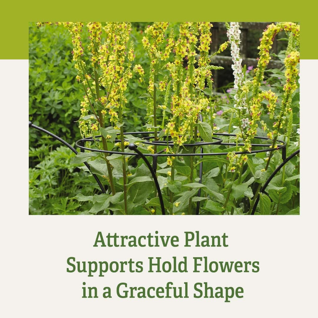Gardener's Supply Company Essex Plant Support Frame for Peonies, Rose, Ornamental Flower Garden Cage - Wide Top Rings