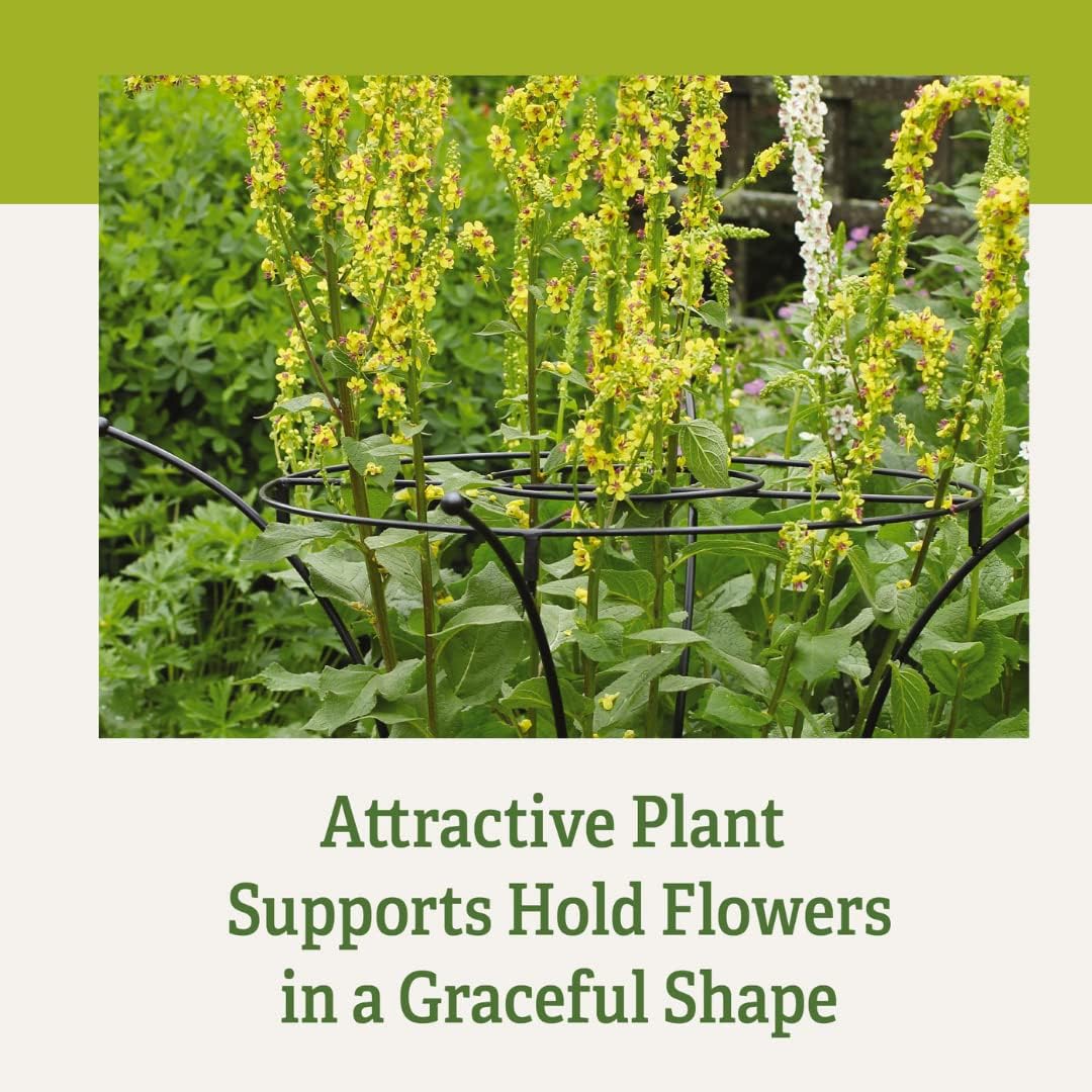 Gardener's Supply Company Essex Plant Support Frame for Peonies, Rose, Ornamental Flower Garden Cage - Wide Top Rings