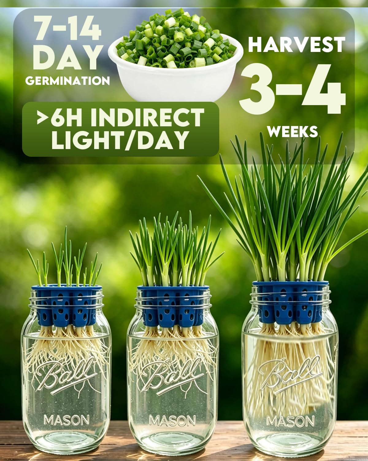 Seed Sprouting Jar Kit & Green Onion Regrower – 6 Regular Mouth Mason Jars with Stainless Steel Sprout Lids, Stand