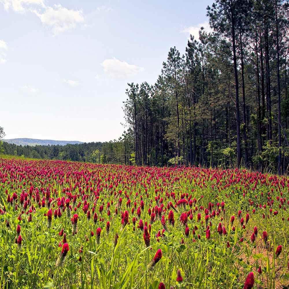 Outsidepride Crimson Clover Seeds - 5 lbs. Annual, Nitrocoated, & Inoculated Ground Cover Seeds, Ideal for Lawn, Cover