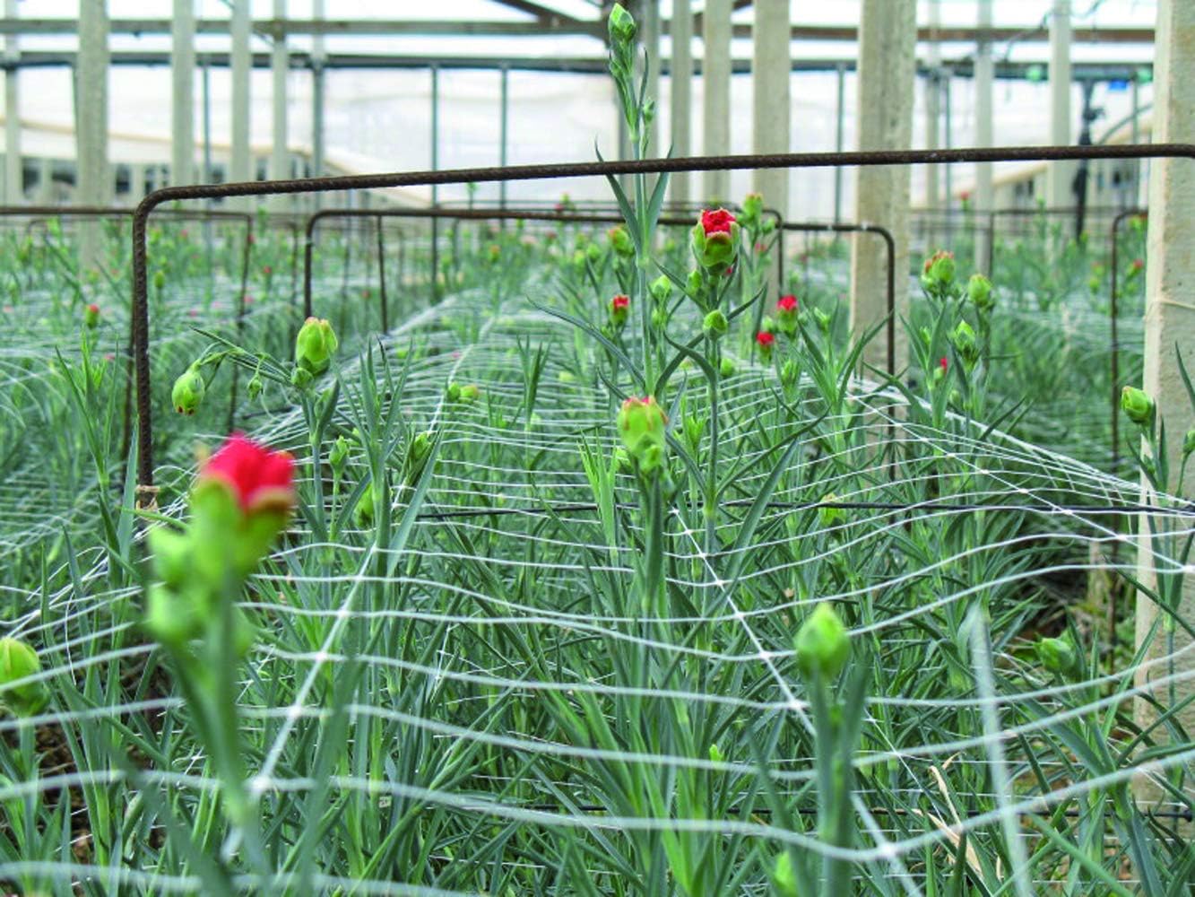 TENAX Hortonova Trellis 6.5x100 White Net