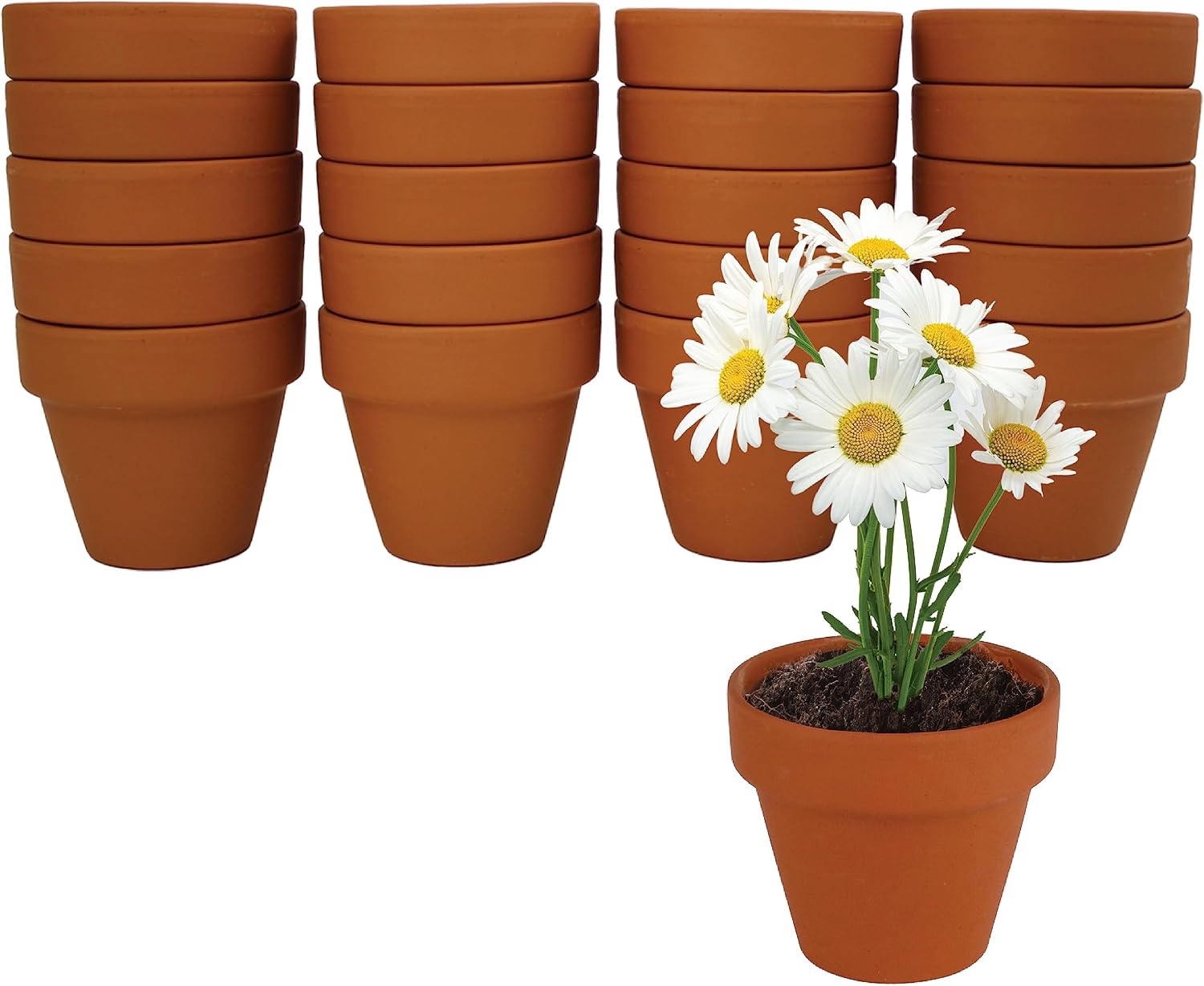 BUZZY Seeds Daisy Grow Kit, Bulk 20-Pack - Mini Terracotta Pot Grow Set - Complete Indoor/Outdoor Gardening Kit with