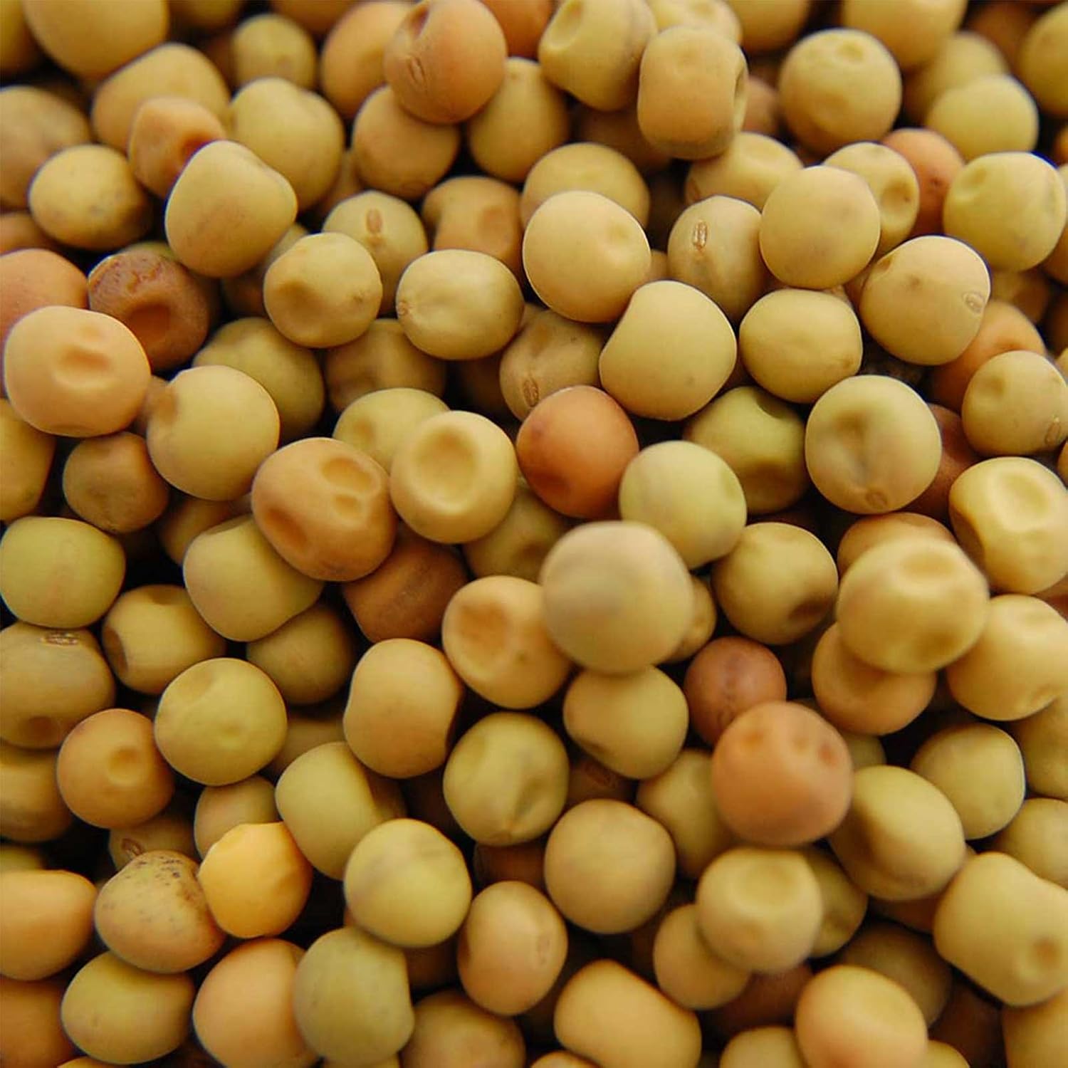 Mountain Valley Seed Co Dun Pea Seeds – 5 LB Bulk Non-GMO, High-Germination | Microgreens, Pea Shoots, Cover Crops