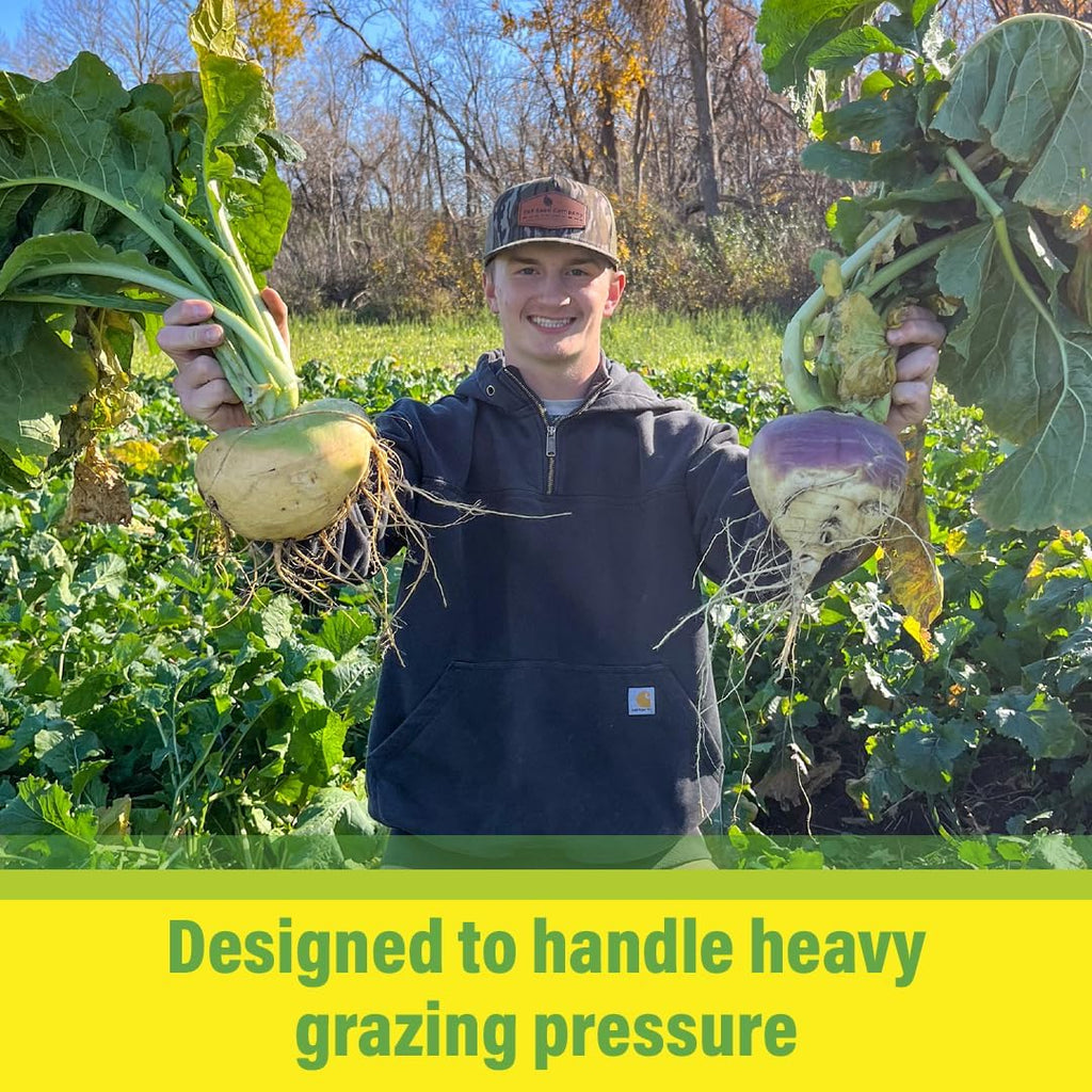 Brassica Overload Deer Food Plot Seed Mix, 1/2 Acre, Cold Hardy Annual Fall Blend, Tillage Radish, Purple Top Turnips