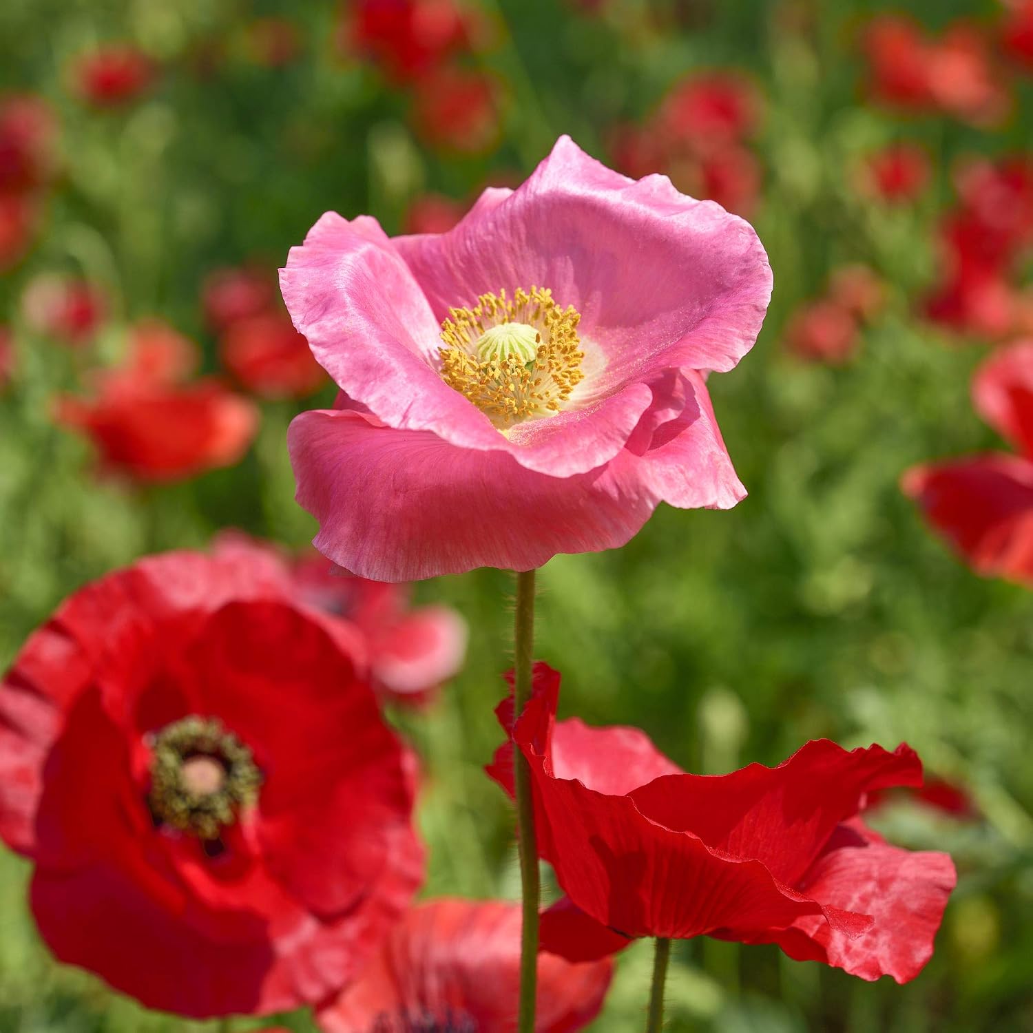 Outsidepride Shirley Poppy Seeds for Planting - 1 lb Annual, Drought-Tolerant & Easy to Grow Wildflower Seeds with