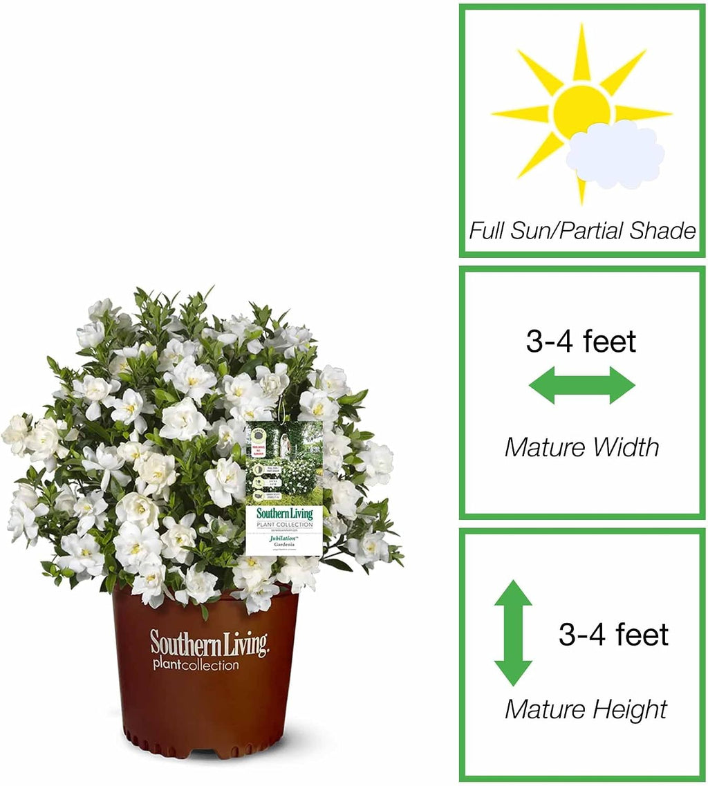 Perfect Plants Jubilation Gardenia Live Plant, 1 Gallon | A Southern Living variety, zones 7-10, sweetly fragrant white