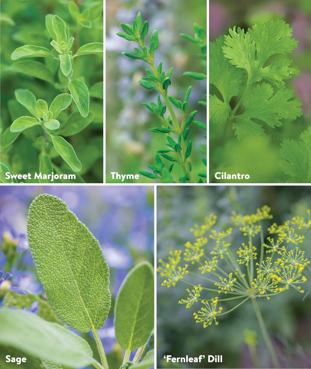 Burpee Culinary Classics Garden Collection 10 Packets of Non-GMO Chives, Cilantro, Basil, Sage, Thyme, Dill, Parsley