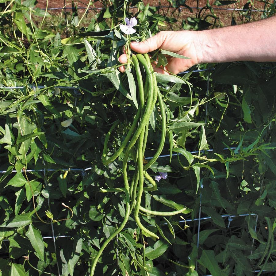 Red and Green Mix Yard Long Bean Seeds - 1/4 Pound Dark Green & 1/4 Pound Red Noodle - for 2026 Planting 2 Colors Mixed