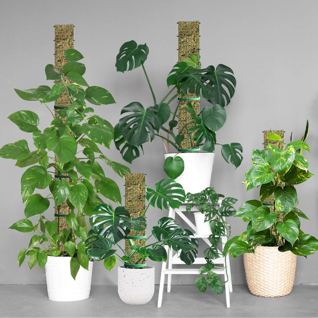 60"/40"/24" Metal Moss Pole, D Shape Sphagnum Moss Pole, Moss Poles for Climbing Plants, Monstera, Indoor Climbing