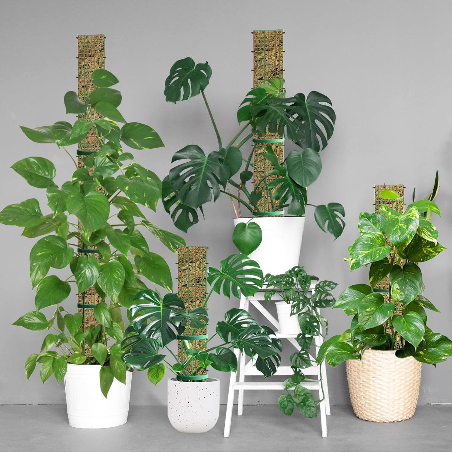 60"/40"/24" Metal Moss Pole, D Shape Sphagnum Moss Pole, Moss Poles for Climbing Plants, Monstera, Indoor Climbing