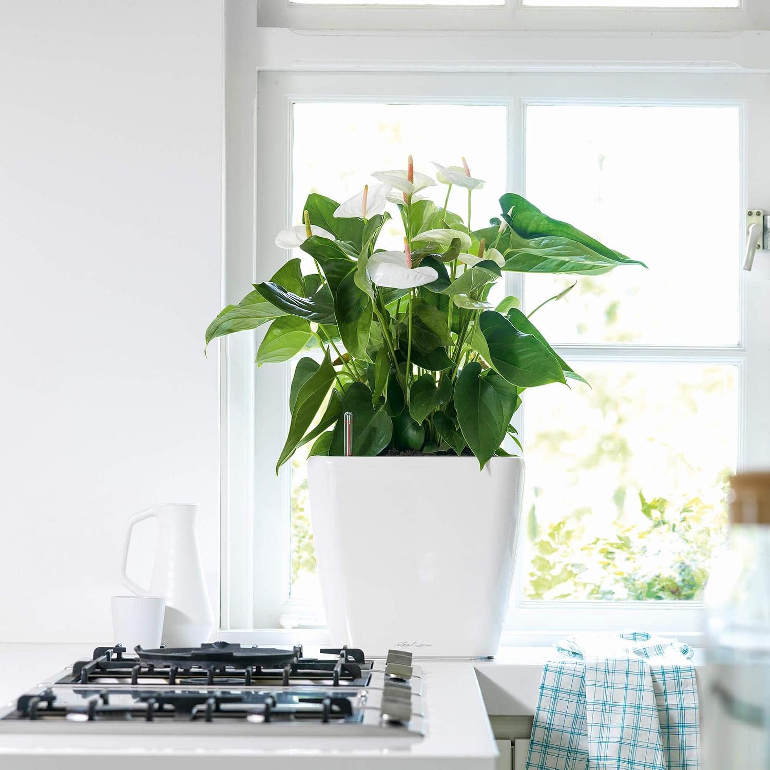Lechuza Quadro LS 35 Cream White High Gloss, Self-Watering Square Planter, H13 L13.8 W13.8 in