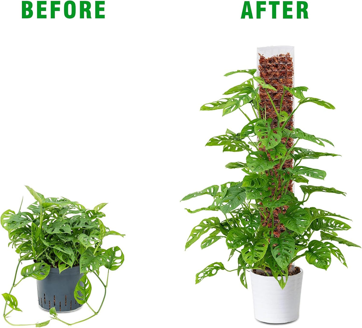 4-Pack 15-Inch Plastic Moss Poles for Monstera & Climbing Plants - Stackable to 60 Inches, Includes Sphagnum Moss &