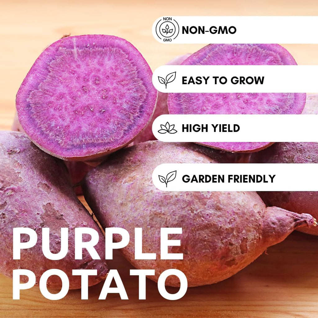 Purple Majesty Seed Potatoes for Planting – 2 lb Pack of Easy-to-Grow, High-Yield, Disease-Resistant Garden Potatoes –
