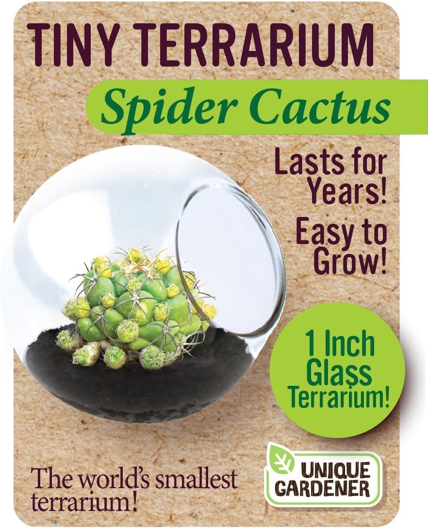 Tiny Terrarium Plant Seeds 6 Variety Cacti Pack, DIY Indoor Succulents and Live Plants for Home or Garden Planting