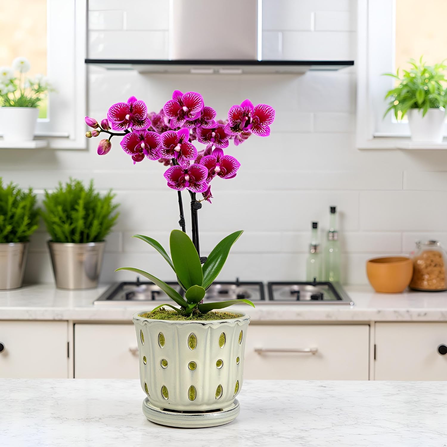 Ceramic Orchid Pot With Attached Saucer and Drainage Hole 6'' (Cream) | Orchid Planter,Orchid Ceramic Pot,Orchid Pots