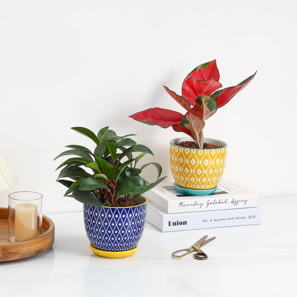 Selamica Ceramic Plant Pots, 5.6 Inch Flower Pots for Indoor Plants, Planters with Drainage Hole and Saucer, Garden
