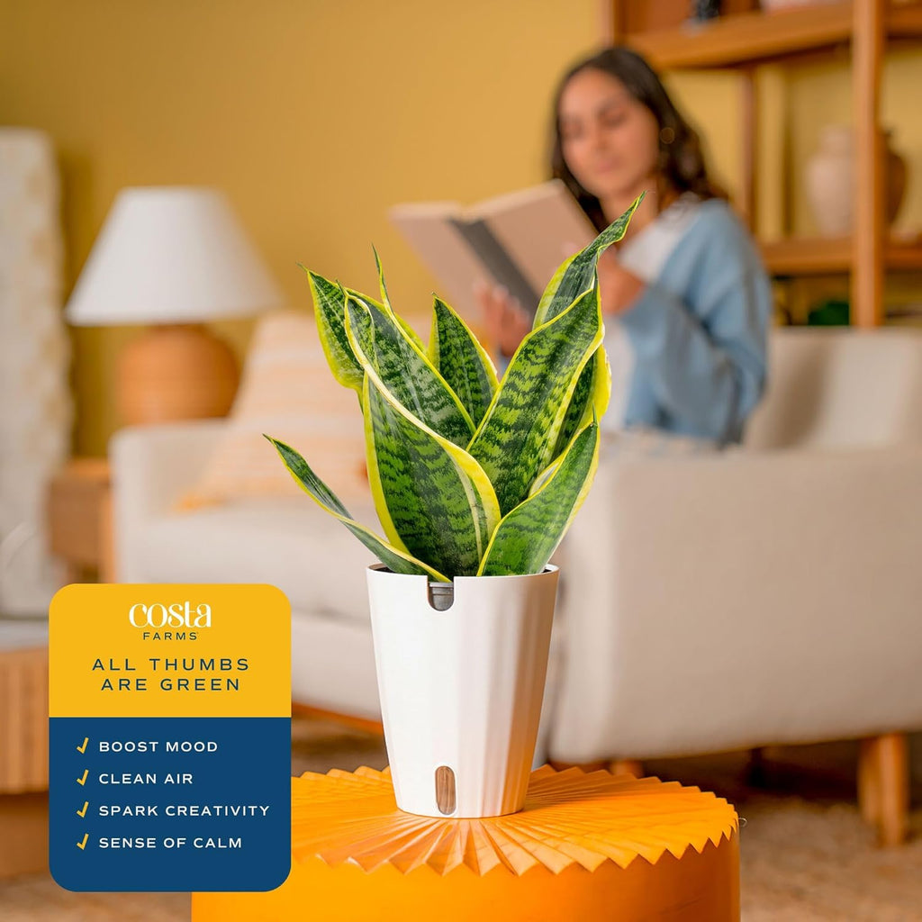Costa Farms Snake Plant, Live Indoor Plant, Air Purifying, Easy Low Light | Nearly indestructible and thrives in low