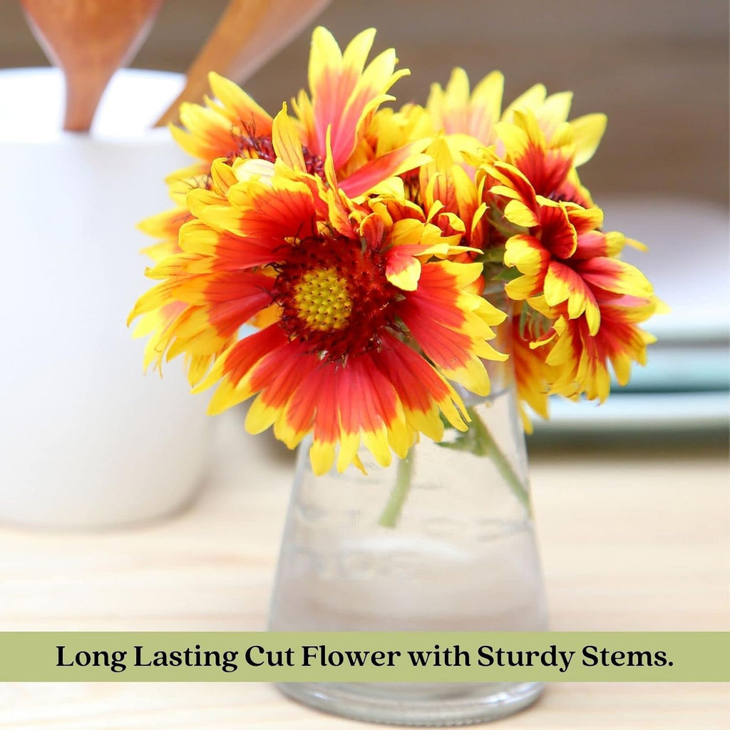 Clovers Garden Blanket Flower (Gaillardia) Arizona Sun Plants – Two (2) Live Plants – Non-GMO - Not Seeds - Each 4" to