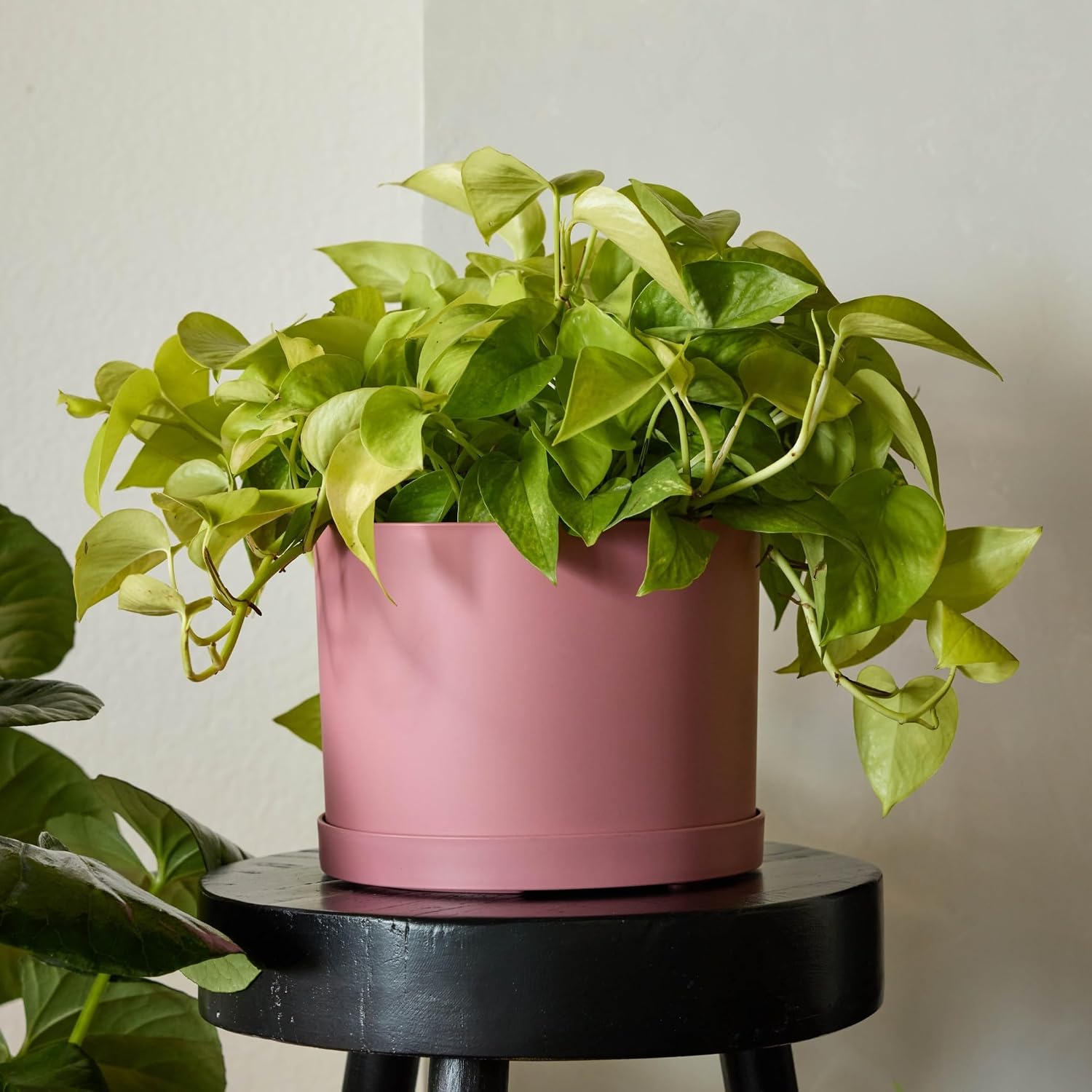 Bloem Mathers 8" Plastic Planter - Modern Indoor Pot with Drainage Hole and Saucer Tray, Dusty Rose