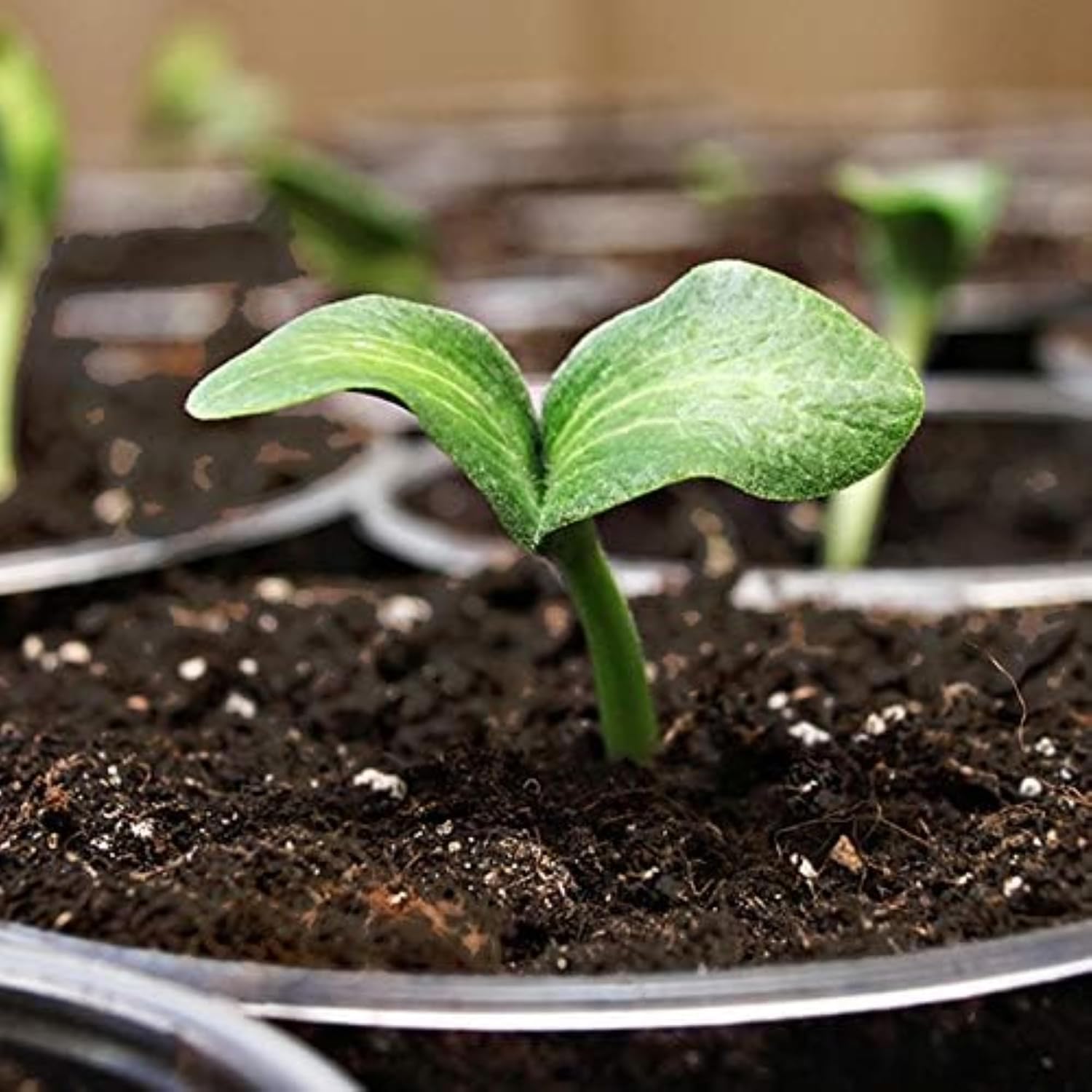 Coast of Maine, 16qt (Pack of 10) Sprout Island Blend, Organic & Natural Seed Starter for Seed Germination & Root Plant