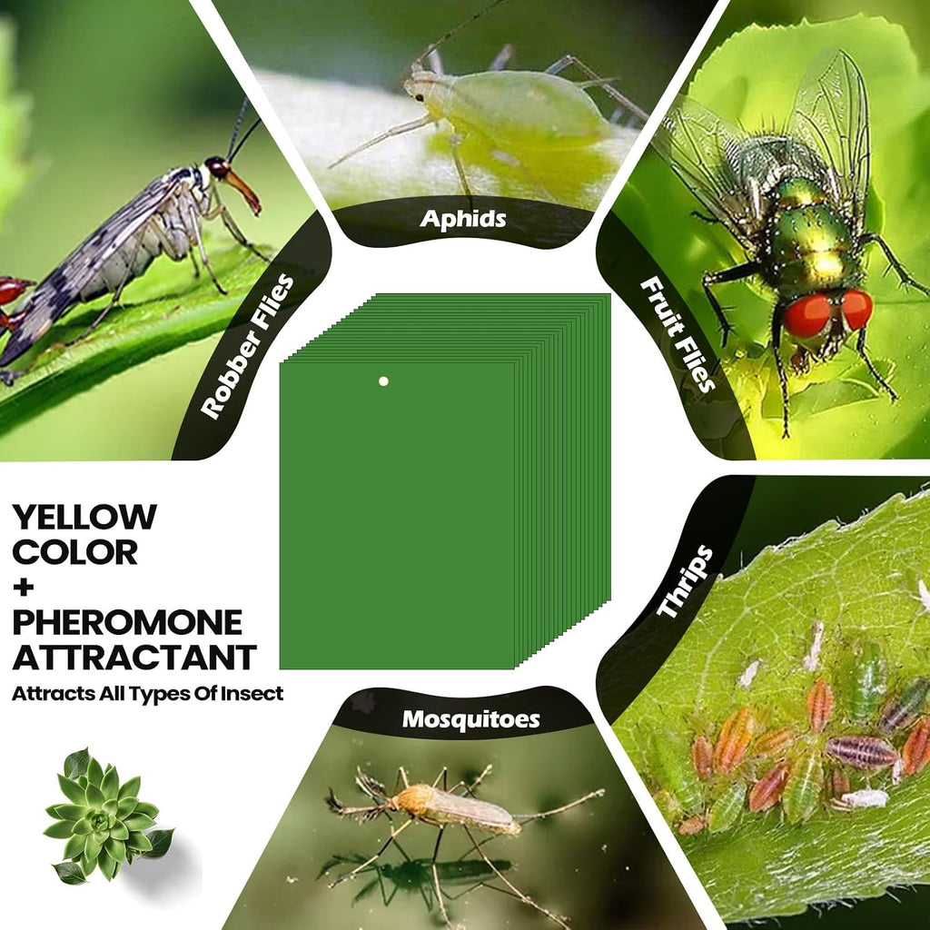 Qualirey 100 Pcs Yellow Sticky Traps 6x8in for Gnats Indoor | Dual-sided for Fungus Gnats Fruit Flies Whiteflies
