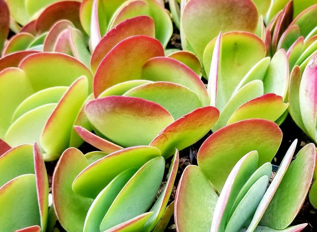 Premium Cacti and Succulent Potting Mix Soil - for Cactus Palm Tree Citrus Plant Grown in Gardening Containers