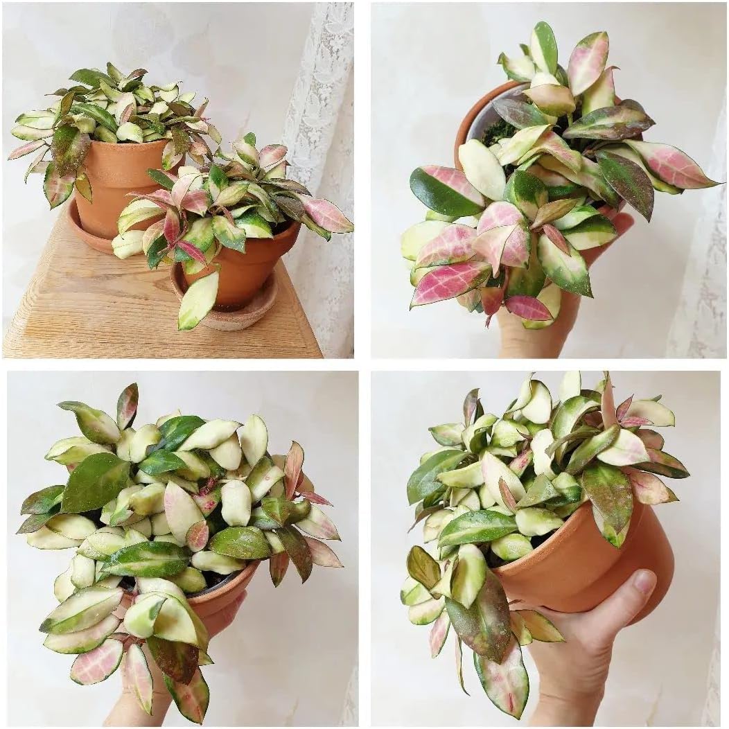 HERDUK Terracotta Starter Pots with Saucers – 4 Inch Clay Planting System for Healthy Roots, Reliable Drainage & Indoor