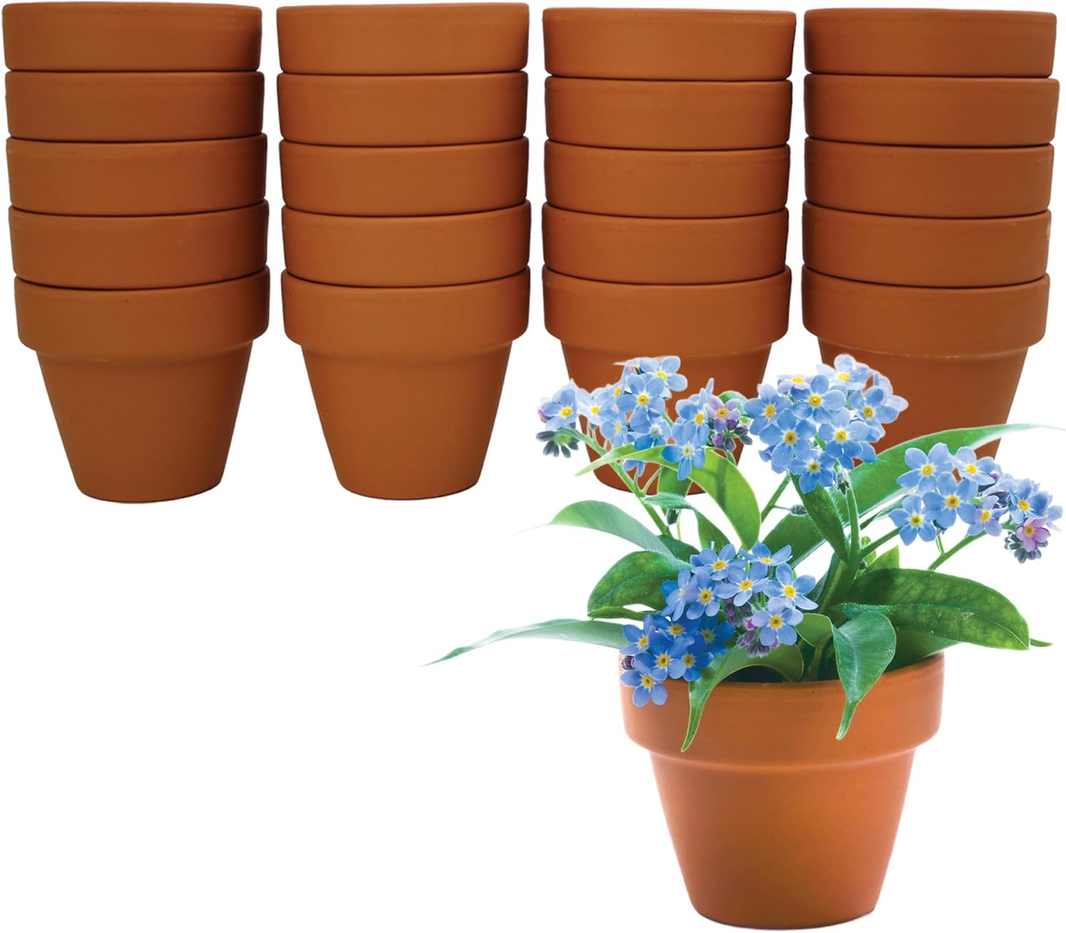 BUZZY Seeds Forget-Me-Not Grow Kit, Bulk 20-Pack - Mini Terracotta Pot Grow Set - Complete Indoor/Outdoor Gardening Kit