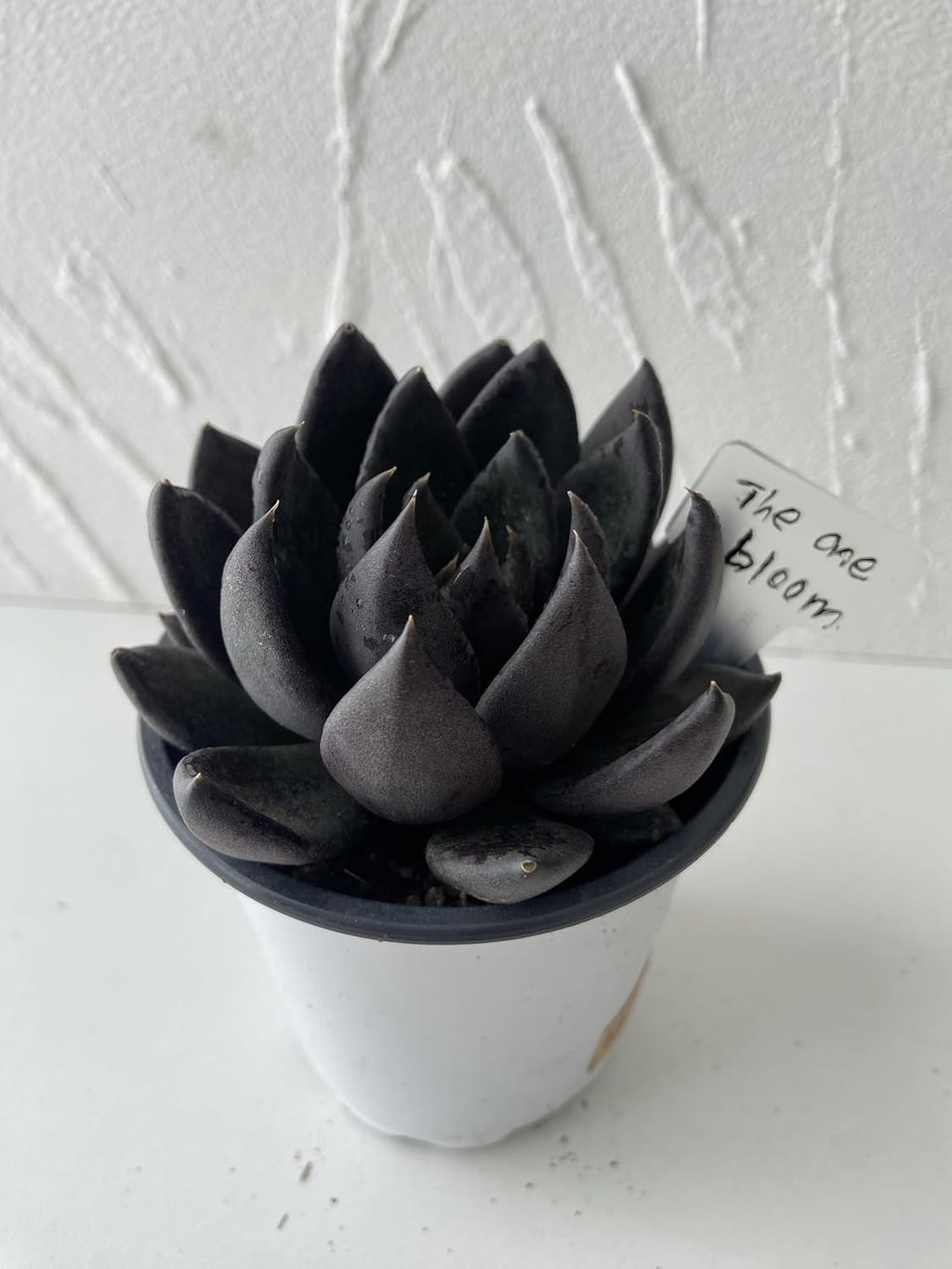 Live Succulent Plant – Echeveria Black Knight with Mini Gardening Tools – Small Easy Care Houseplant for Indoor &