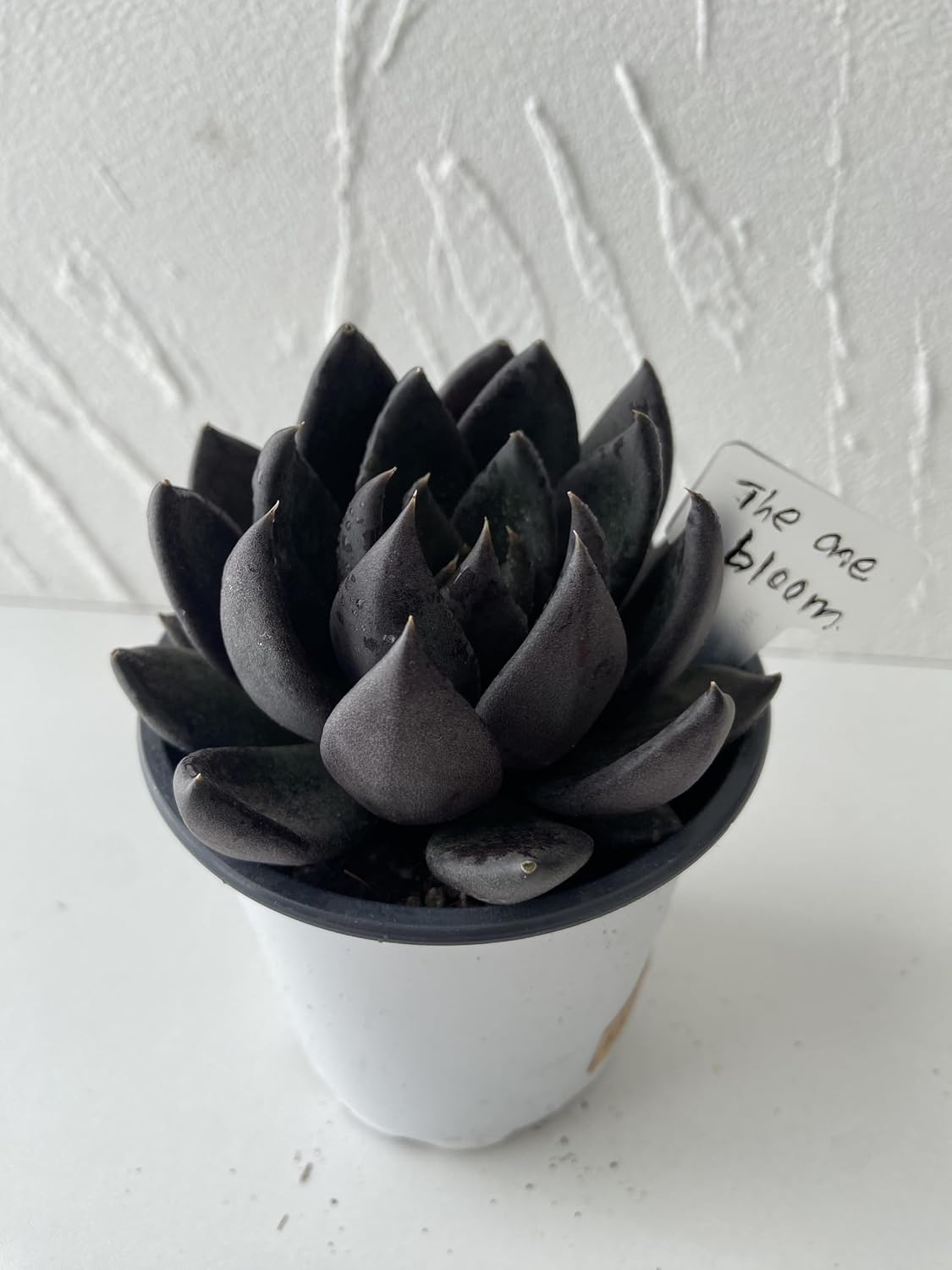 Live Succulent Plant – Echeveria Black Knight with Mini Gardening Tools – Small Easy Care Houseplant for Indoor &