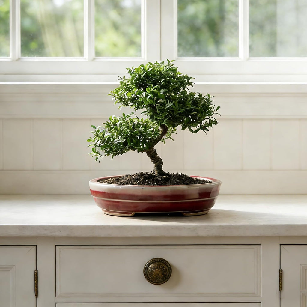 5-Pack Bonsai Pots with Drainage, 5" Shallow Red & White Planters | Glazed ceramic bonsai pot with drainage hole, small