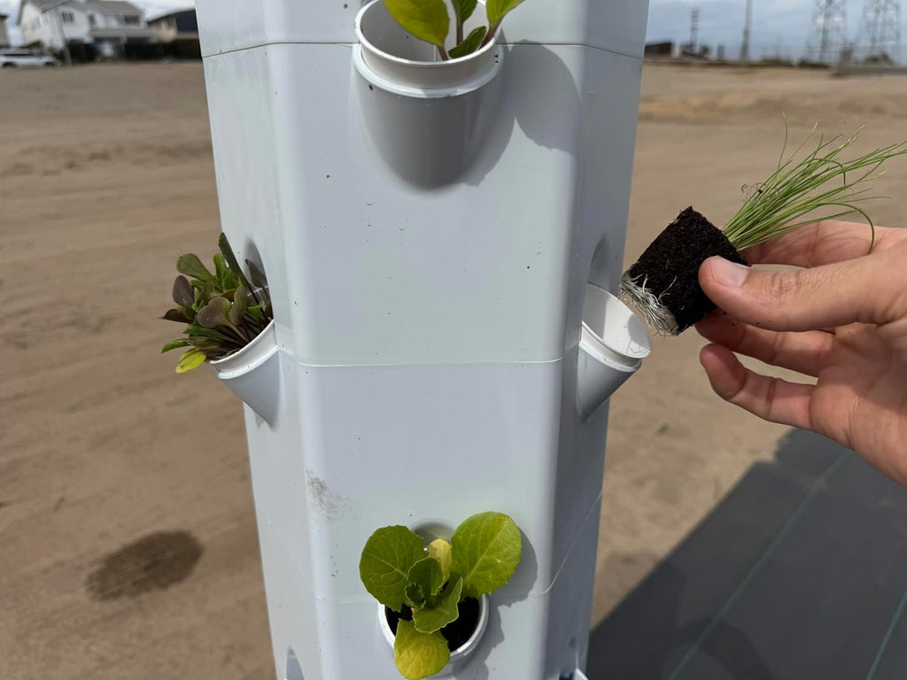 Herb Seedlings: Ready-to-Plant Seedlings, Starts, Plugs, Garden-Ready, Live Plants, Transplants, Pre-sprouted, for Soil