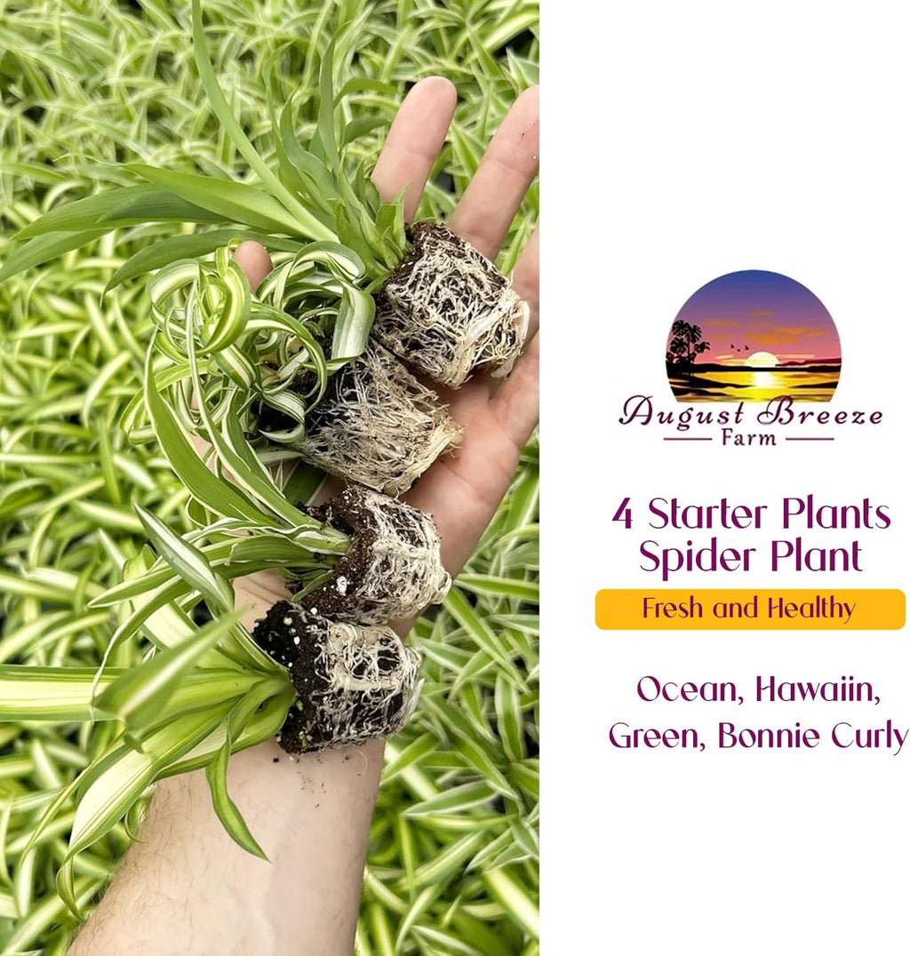 Spider Plant Variety Pack 4 Live Plants Ocean Hawaiian Green Bonnie | Easy Care Indoor Air Purifying Variegated
