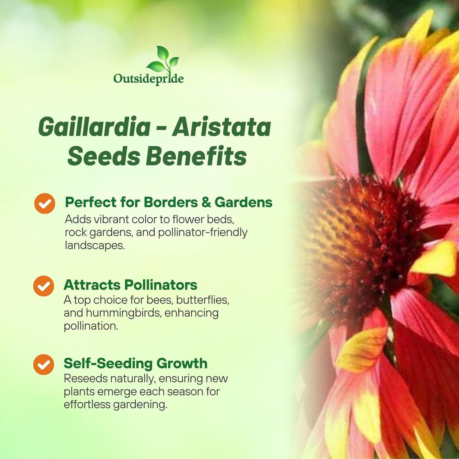 Outsidepride Gaillardia Aristata Red Blanket Flower Seeds for Planting - 1 lb Perennial Wildflower Seeds