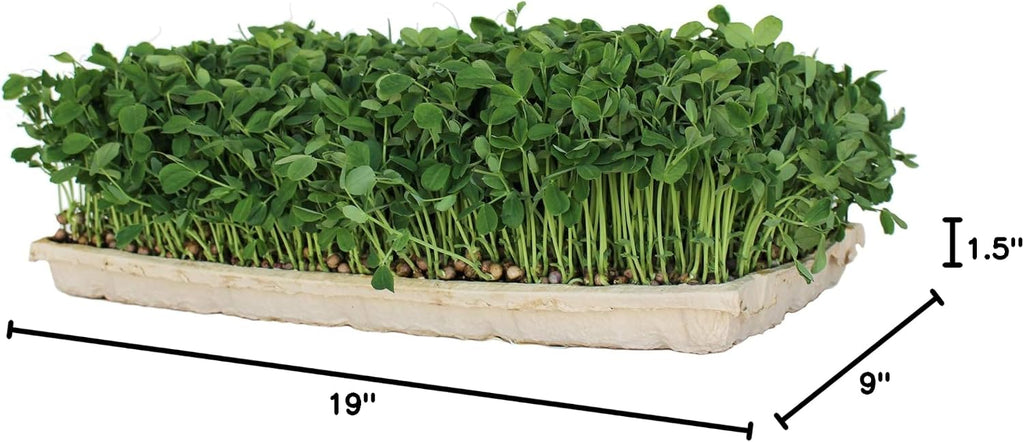 Handy Pantry True Microgreen Tray - ECO Compostable Plant Growing Trays - Single Use Stiff Paper Growing Flats with
