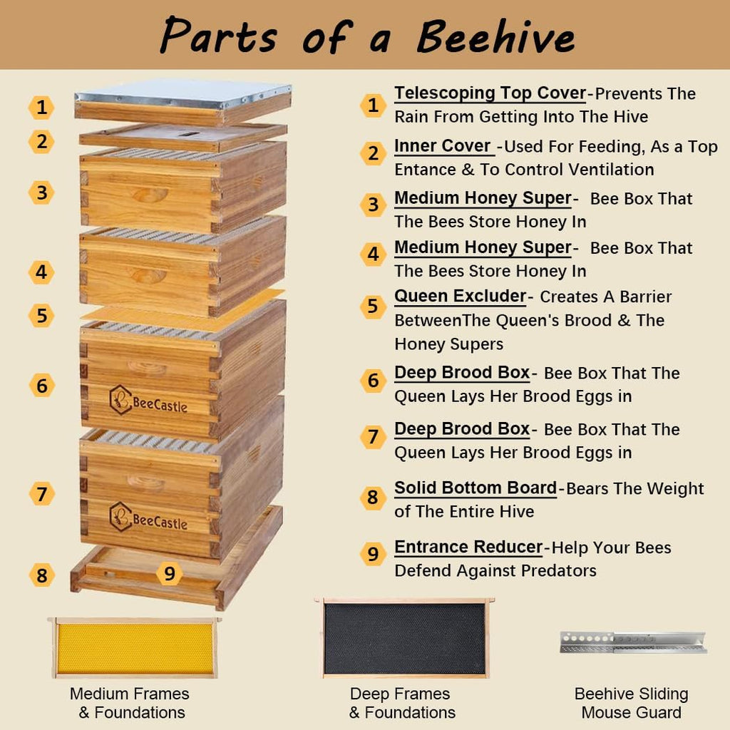 BeeCastle 10 Frame Langstroth Bee Hive Coated with 100% Beeswax Includes Beehive Frames and Waxed Foundations (2 Deep