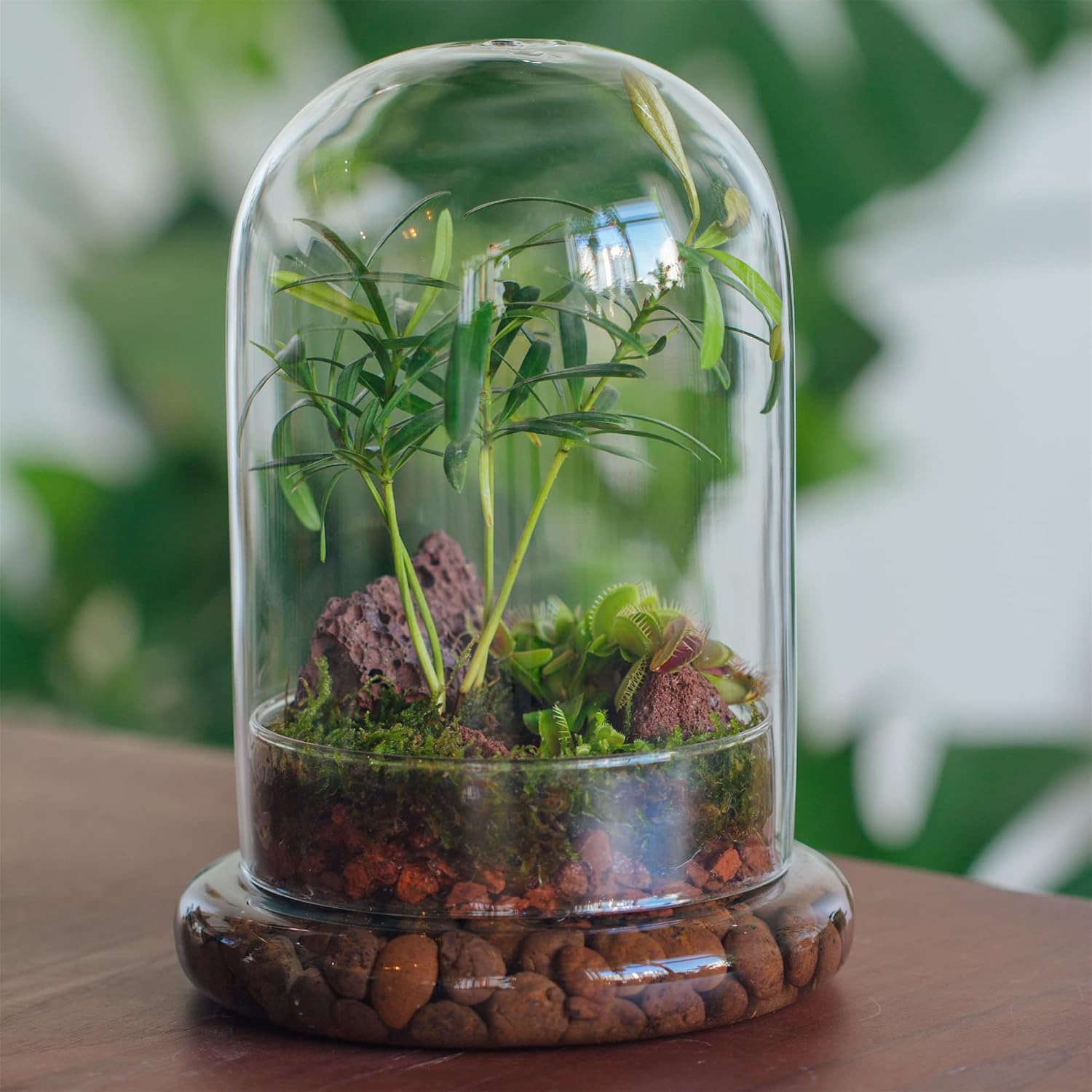 NCYP Glass Cloche Dome with Air Hole and Base, 5.9 x 5.9 x 8.2 Inches, Clear Terrarium Planter for Venus Flytrap, Small