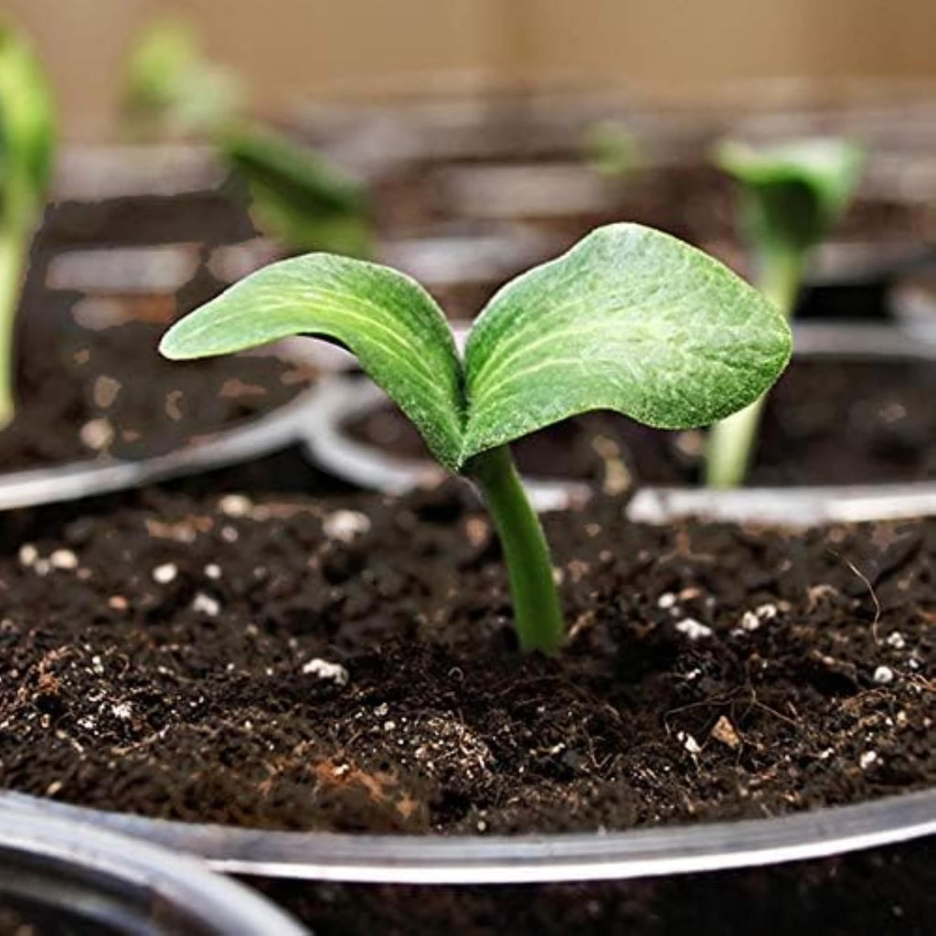 Coast of Maine Organic & Natural Sprout Island Blend Seed Starter - Seed Germination & Root Plant Cuttings w/Composted