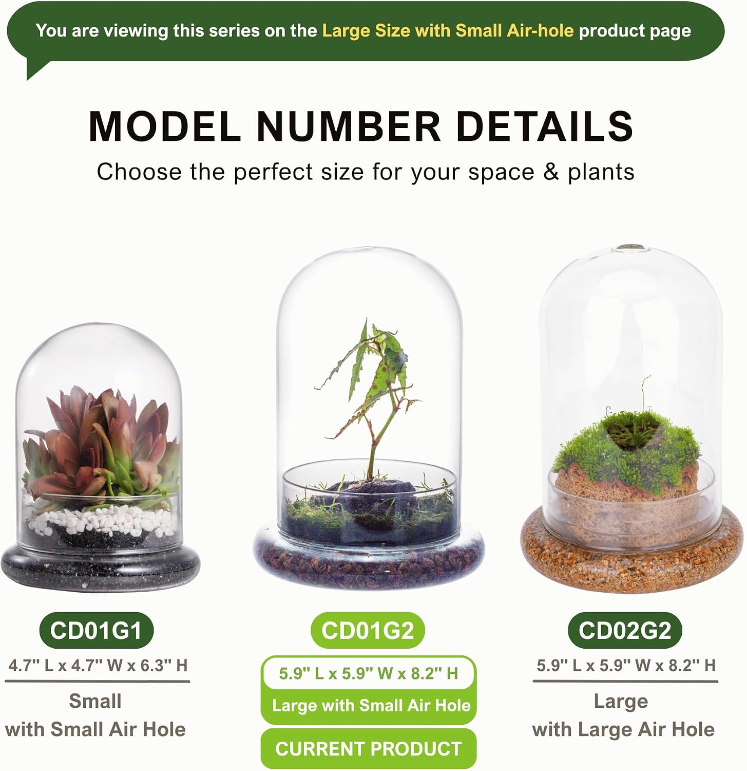 NCYP Glass Cloche Dome with Air Hole and Base, 5.9 x 5.9 x 8.2 Inches, Clear Terrarium Planter for Venus Flytrap, Small