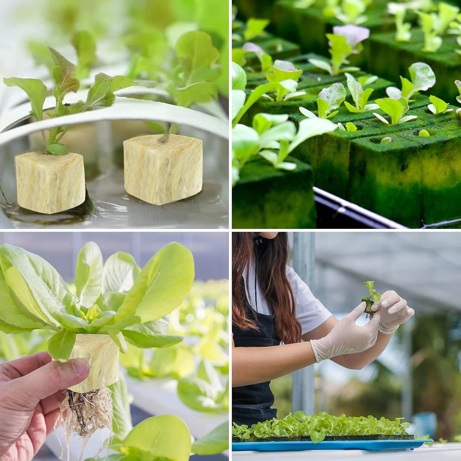 1.5 Inch Rockwool Cubes for Hydroponics Seed Starter, Rock Wool Planting Cubes Hydroponic Garden Grow Plugs for