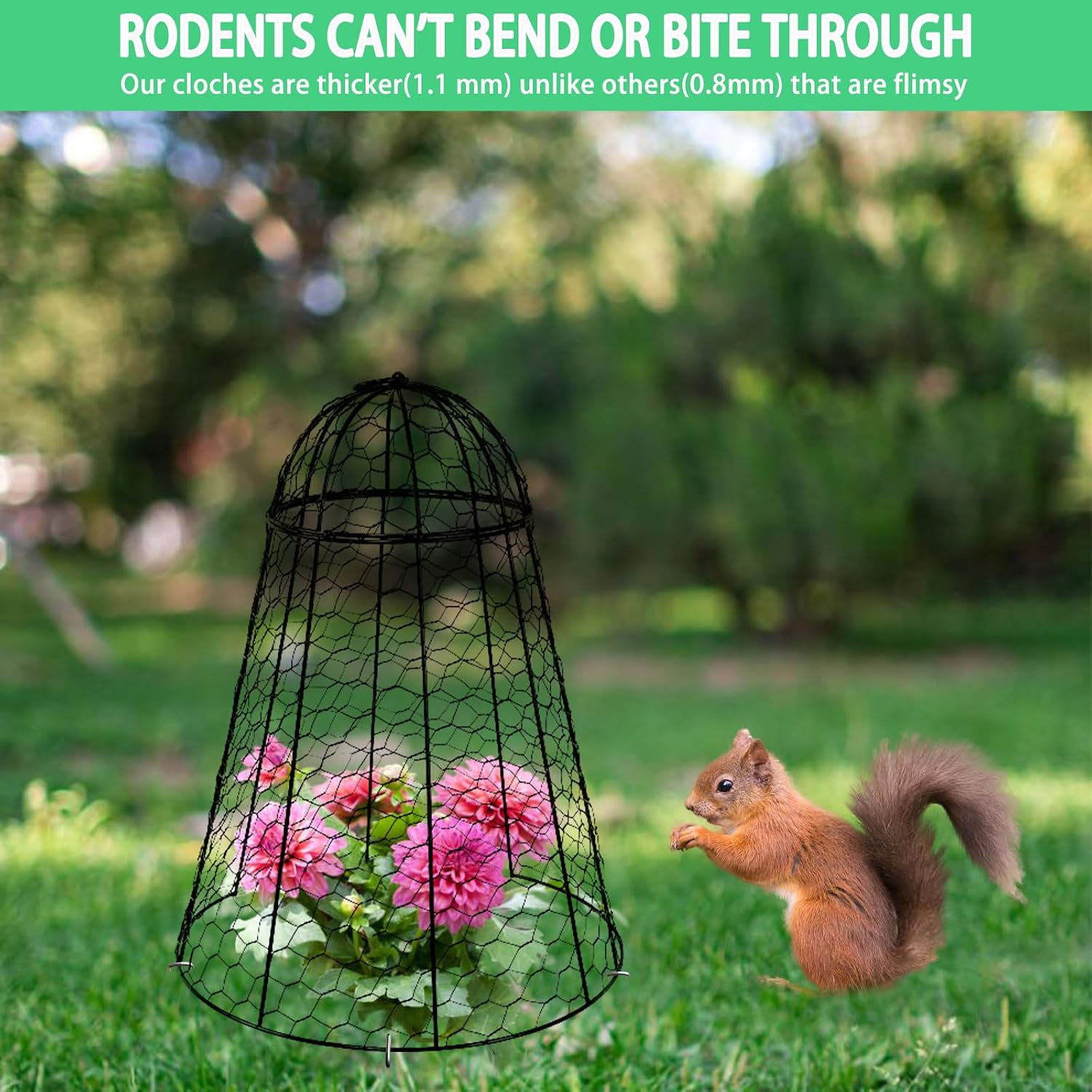 Garden Cloches for Plants Extra Large Sapbontchi Garden Cloche Chicken Wire Cloche for Plants Cages Cover Plant