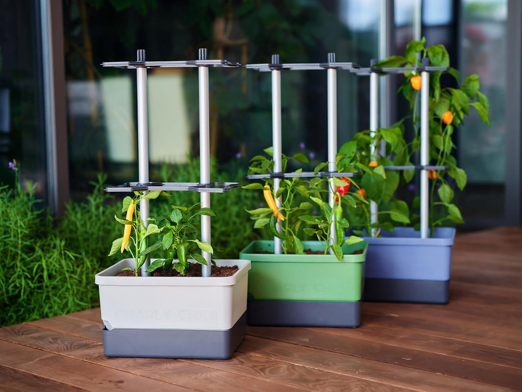 BUZZY Seeds Charly Chili Self-Watering Planter, Trellis, 1.2 Gal, Gray | Self-watering planter, aluminum trellis &