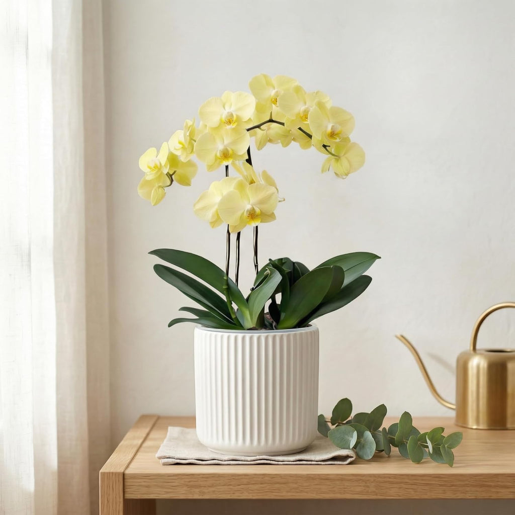 Orchid Pot,Ceramic Plant Pot with Clear Pot,5 inch,White,2pack | self watering,Dual-Pot System,Root Visibility,Flexible