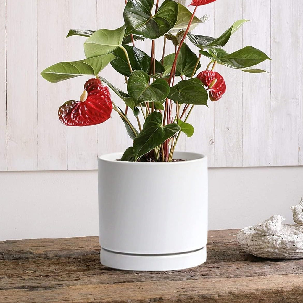 Yukfona Ceramic Plant Saucer Tray 1 Pcs 12 Inch White, 12.5" OD x11.9 ID x1.6 Deep| Fits Flower pots Bottom≤ 11.9"